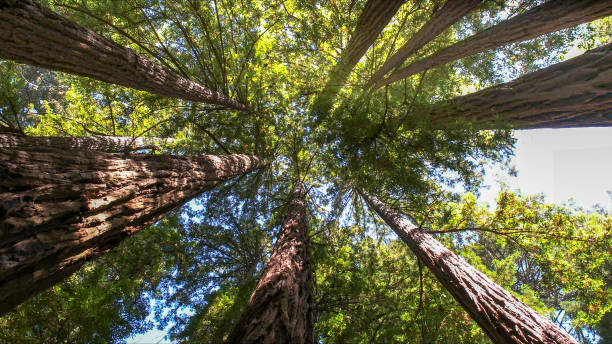 Best Emergency Storm Tree Removal  in Parkland, WA